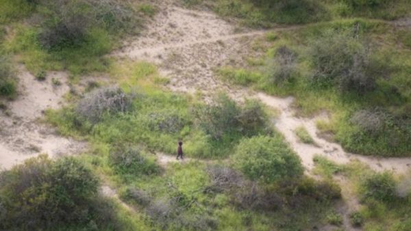 पेड़ों के बीच दिखा छोटा सा बच्चा