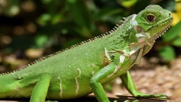 इगुआना के लिए दर्दनाक है ठंड
