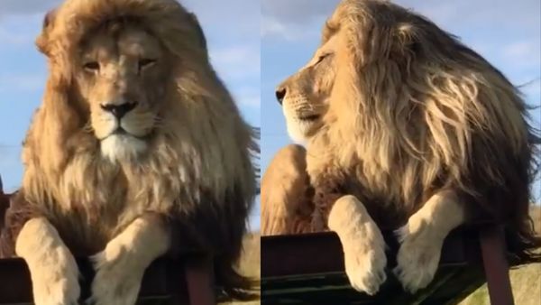 बहुत बहादुर