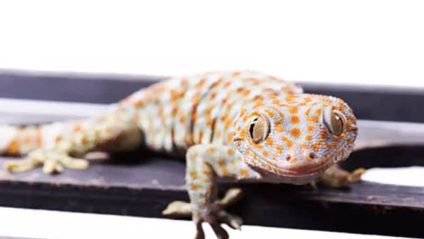 पंरपरागत दवाई बनाने में किया जाता है इस्तेमाल