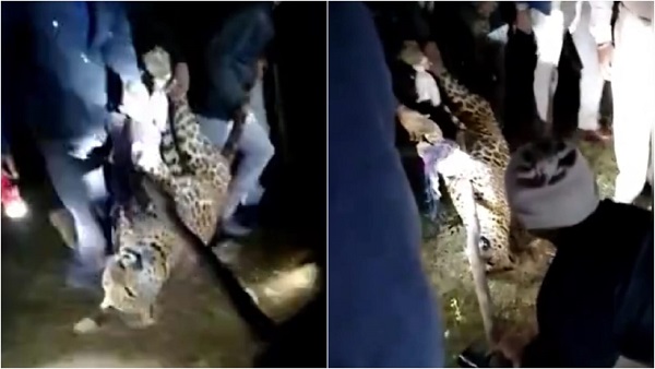 वन अधिकारी-ग्रामीणों ने मिलकर मार डाला तेंदुआ वन अधिकारी-ग्रामीणों ने मिलकर मार डाला तेंदुआ