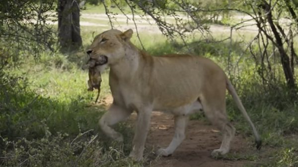 वीडियो बनाने वाले ने कही ये बात