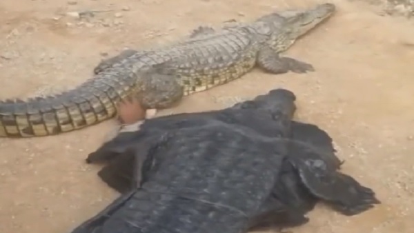 वीडियो वायरल