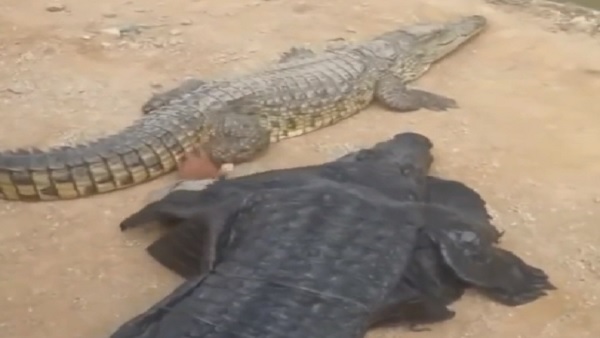 मगरमच्छ की तरह हरकत कर रहा शख्स
