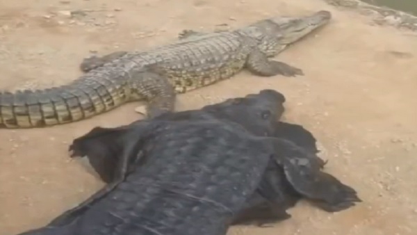 मगरमच्छ के कॉस्ट्यूम में दिखा शख्स