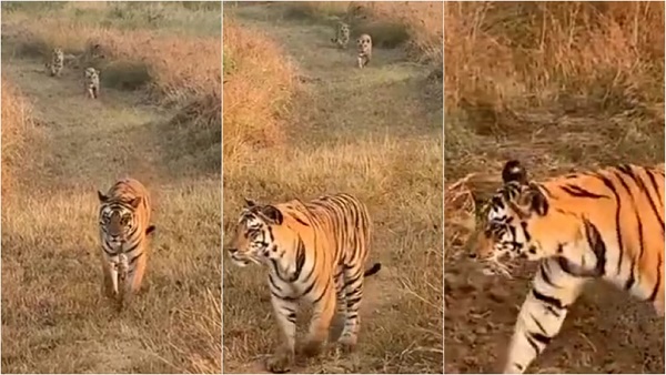 पीटीआर का अमला शावकों पर नजर बनाए हुए है