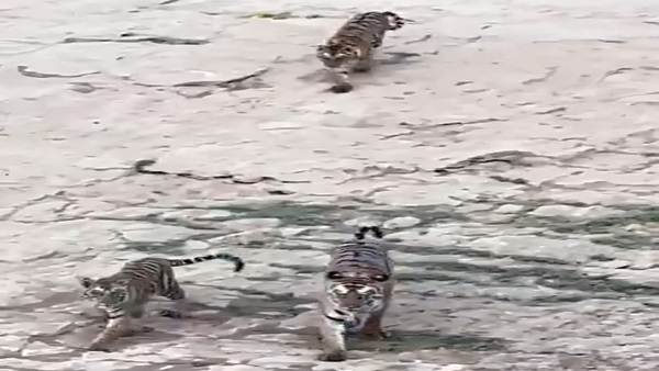 जंगल की दुनिया से रुबरु व शिकार करना सिखाती है बाघिन