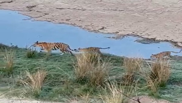 करीब पांच महीने बाद दिखी बाघिन P-141