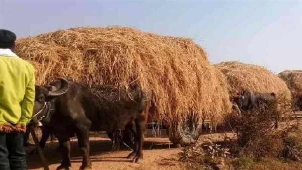 नवागढ़ में नहीं जलाया पैरा, सीएम ने दी बधाई