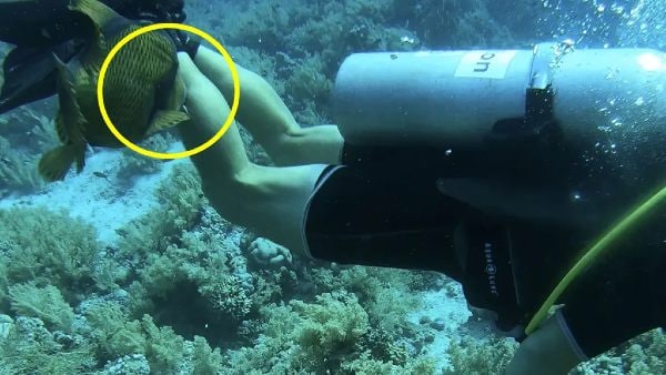 कर दिया हमला