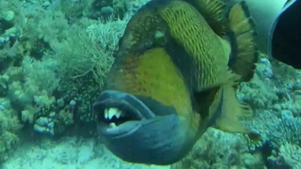 क्या है उस मछली का नाम?