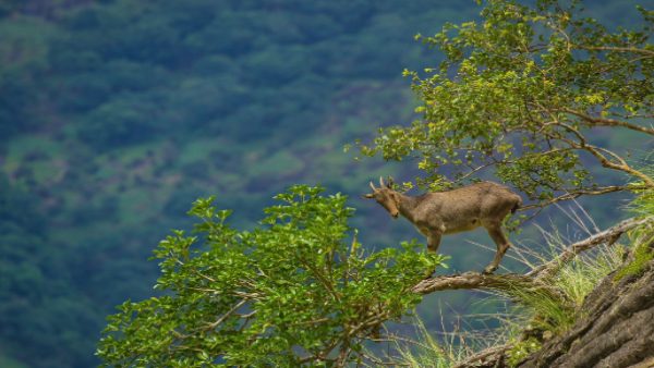 IAS अधिकारी ने शेयर कि तस्वीरें