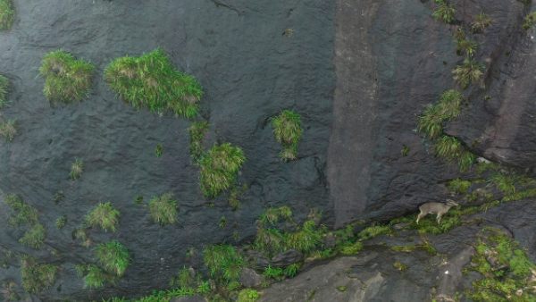 स्टेट एनीमल नीलगिरि तहर