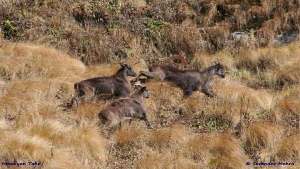 300 करोड़ का प्रोजेक्ट नीलगिरि तहर