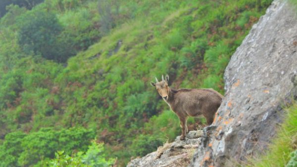  'असली खतरों के खिलाड़ी'