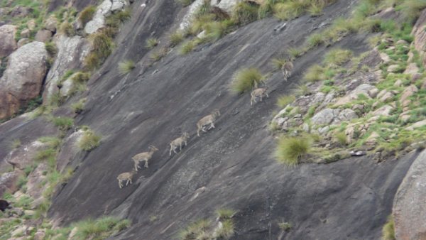 नीलगिरि तहर की रॉक क्लाइंबिंग
