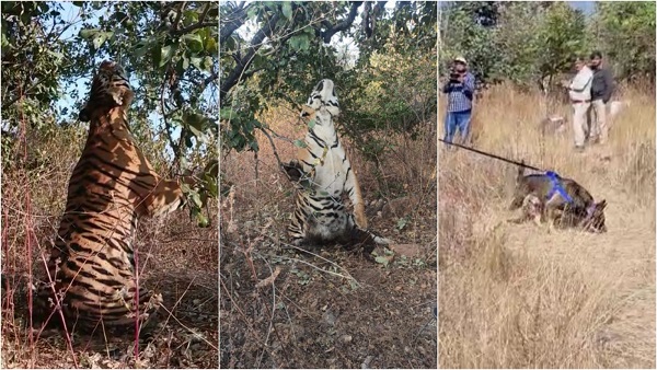 tiger ki deth tiger ki deth