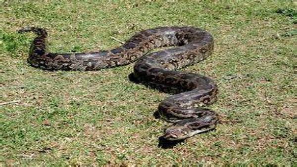 कोरबा में पाइथन ने कर दिया था ट्रैफिक जाम