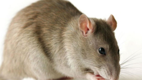 चूहों के आतंक से जूझ रहे न्‍यूयार्क मेयर ने निकाली है ये नौकरी 