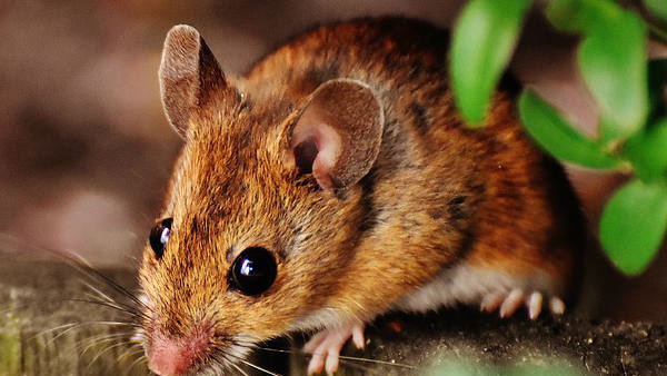 जान बचाने को मरने की एक्टिंग करने लगा चूहा