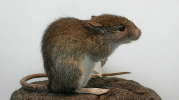  चूहा पकड़ने की सलाना सैलरी 