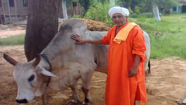  बऊधाम में एक ही गाय का वंश बन गया गौशाला