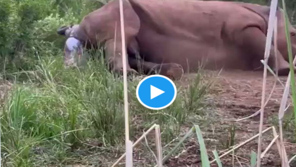  वीडियो को IFS अधिकारी सुधा रमन ने रीट्टीट किया है 