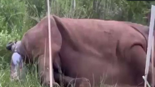 इन्‍हें जन्म देते देखना काफी दुर्लभ है