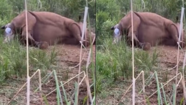 मां राइनो का एक दुर्लभ दृश्य हुआ वायरल 