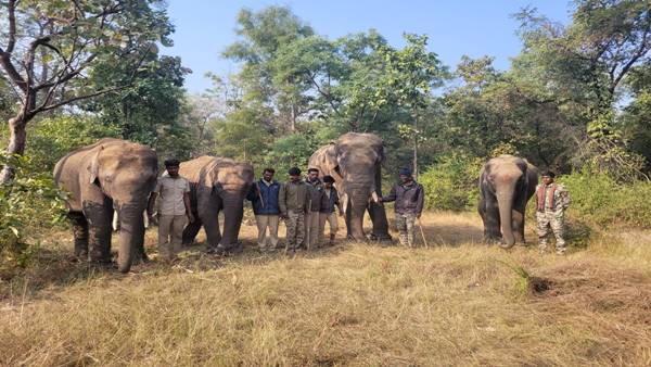 elephant