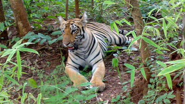 Shahdol Tige Shahdol Tige