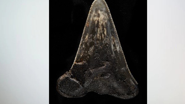 छोटे क्षेत्र में मिले ज्यादा दांत