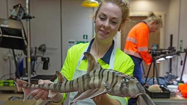 पूर्वजों का नामकरण अभी नहीं