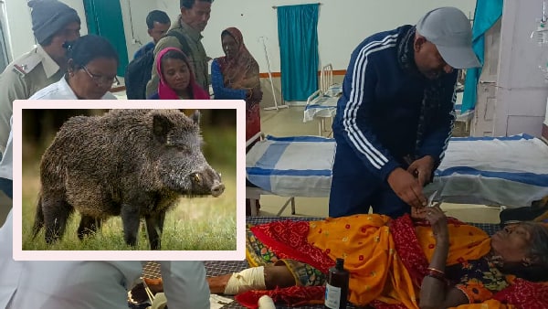 Sidhi Wild Boar Sidhi Wild Boar