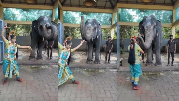 मंदिर में गजराज के सामने डांस