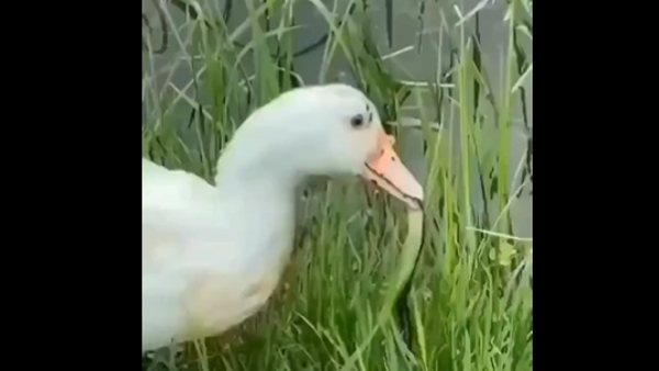 बत्तख का शिकार करने चला था सांप