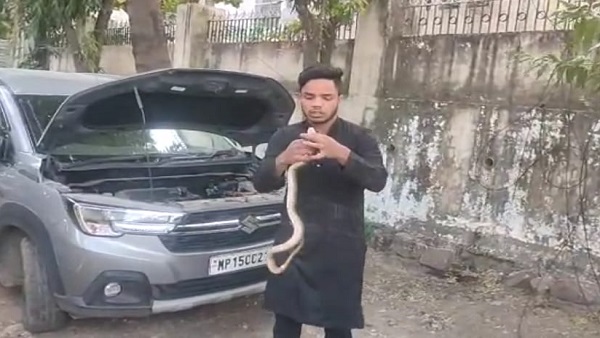 अफसर की कार में घोड़ा पछाड़, सांप की दुम पकड़कर खींचना पड़ा