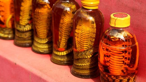 snake oil china snake oil china