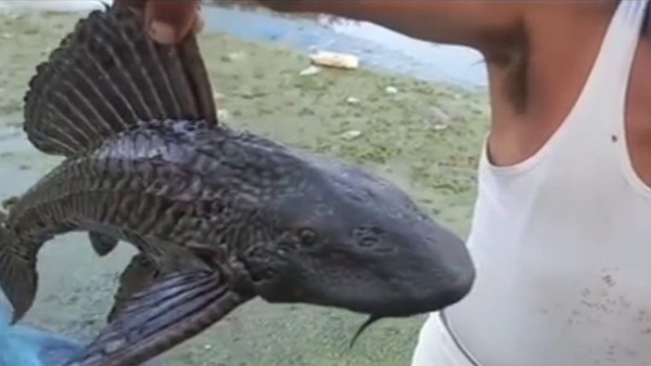 मछुआरों के अनुसार जीवन में पहली दफा देखी ऐसी मछली मछुआरों के अनुसार जीवन में पहली दफा देखी ऐसी मछली