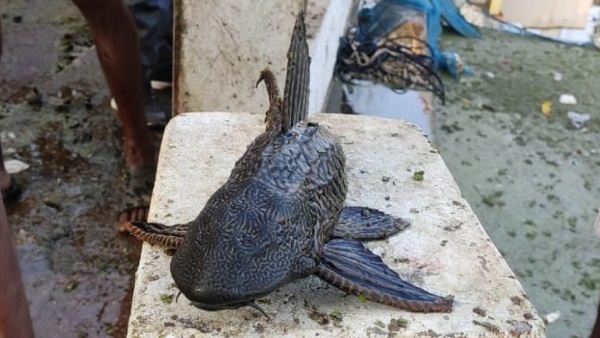 सकरमाउथ कैटफ़िश अमेजन नदी में पाई जाती है सकरमाउथ कैटफ़िश अमेजन नदी में पाई जाती है