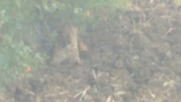 khet men tendua khet men tendua