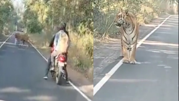 बाघ से सामना होते ही....