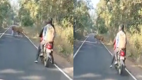 बाघ रोड पार कर रहा था तभी तेज स्‍पीड पहुंचे बाइक सवार 