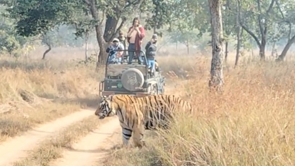टाइगर को अचानक गाड़ियों के बीच देख सहम गए पर्यटक टाइगर को अचानक गाड़ियों के बीच देख सहम गए पर्यटक