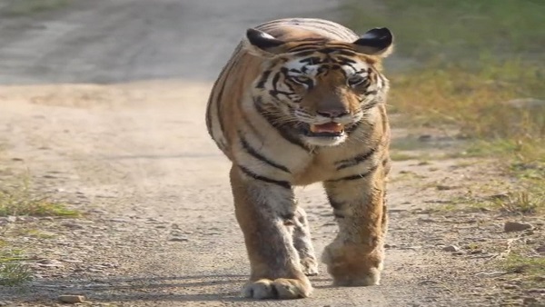 जी-20 समूह: विदेशी मेहमान भी लेंगे जंगल सफारी का आनंद जी-20 समूह: विदेशी मेहमान भी लेंगे जंगल सफारी का आनंद