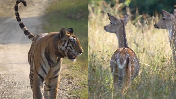 ब्यूटी आफ पन्ना टाइगर रिजर्व... ब्यूटी आफ पन्ना टाइगर रिजर्व...