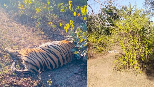 tiger death in umaria