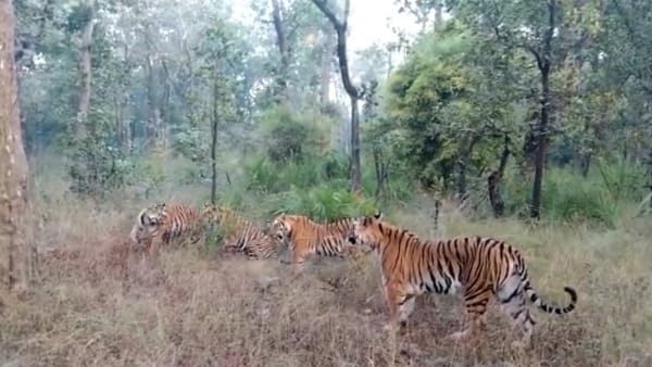 Tiger family video : Bandhavgarh Tiger Tiger family video : Bandhavgarh Tiger