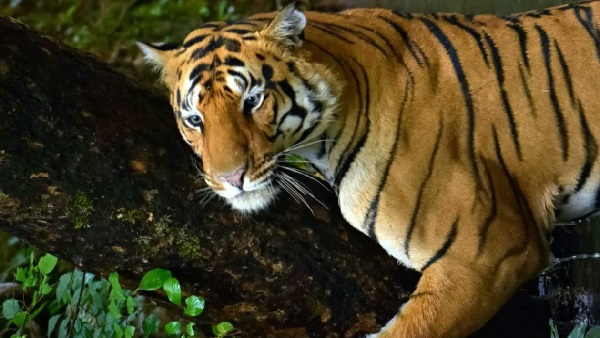 टाइगर स्टेट में एक साल में 32 तो देशभर 107 बाघों की मौत