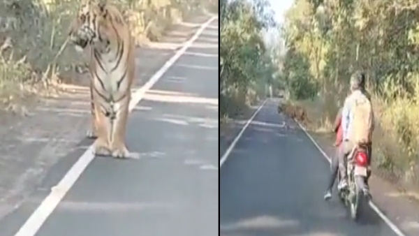 बाघ ने बाइक सवार को देखकर क्‍या किया ?